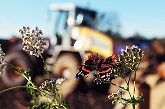 Schutz von Ökosysteme entlang von Baustellen und Produktionsstandorten Foto eines Schmetterlings auf einer Blume sitzend. Im Hintergrund ist eine Baustelle zu sehen